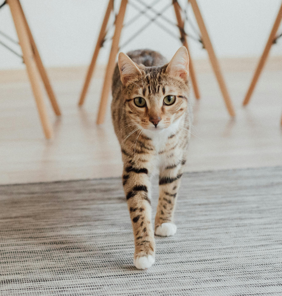Photo by Arina Krasnikova httpswww.pexels.comphotoa-tabby-cat-walking-on-the-floor-7726075