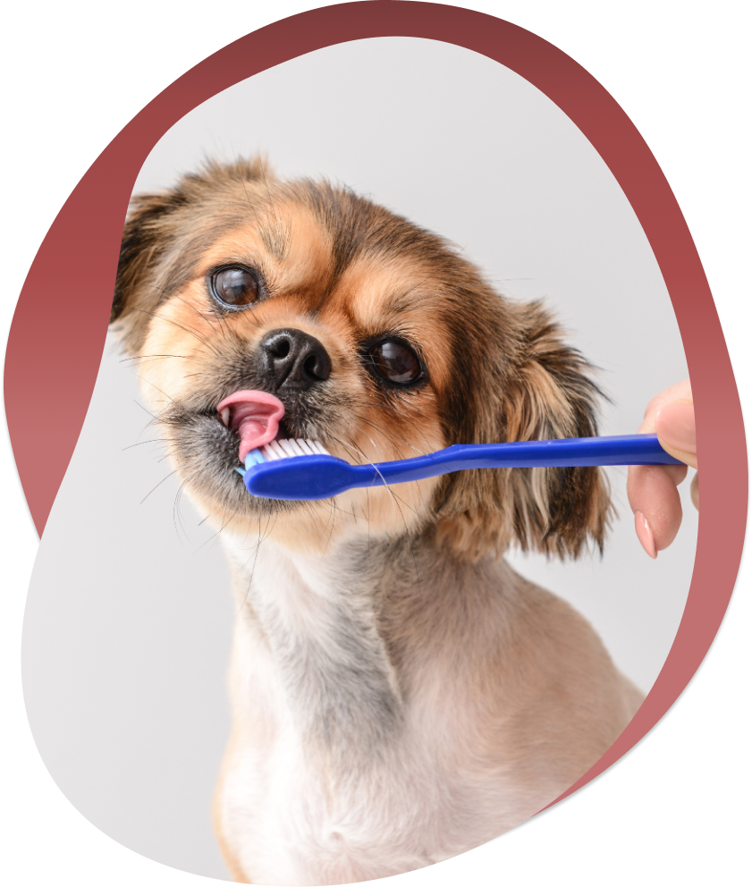 dental-care